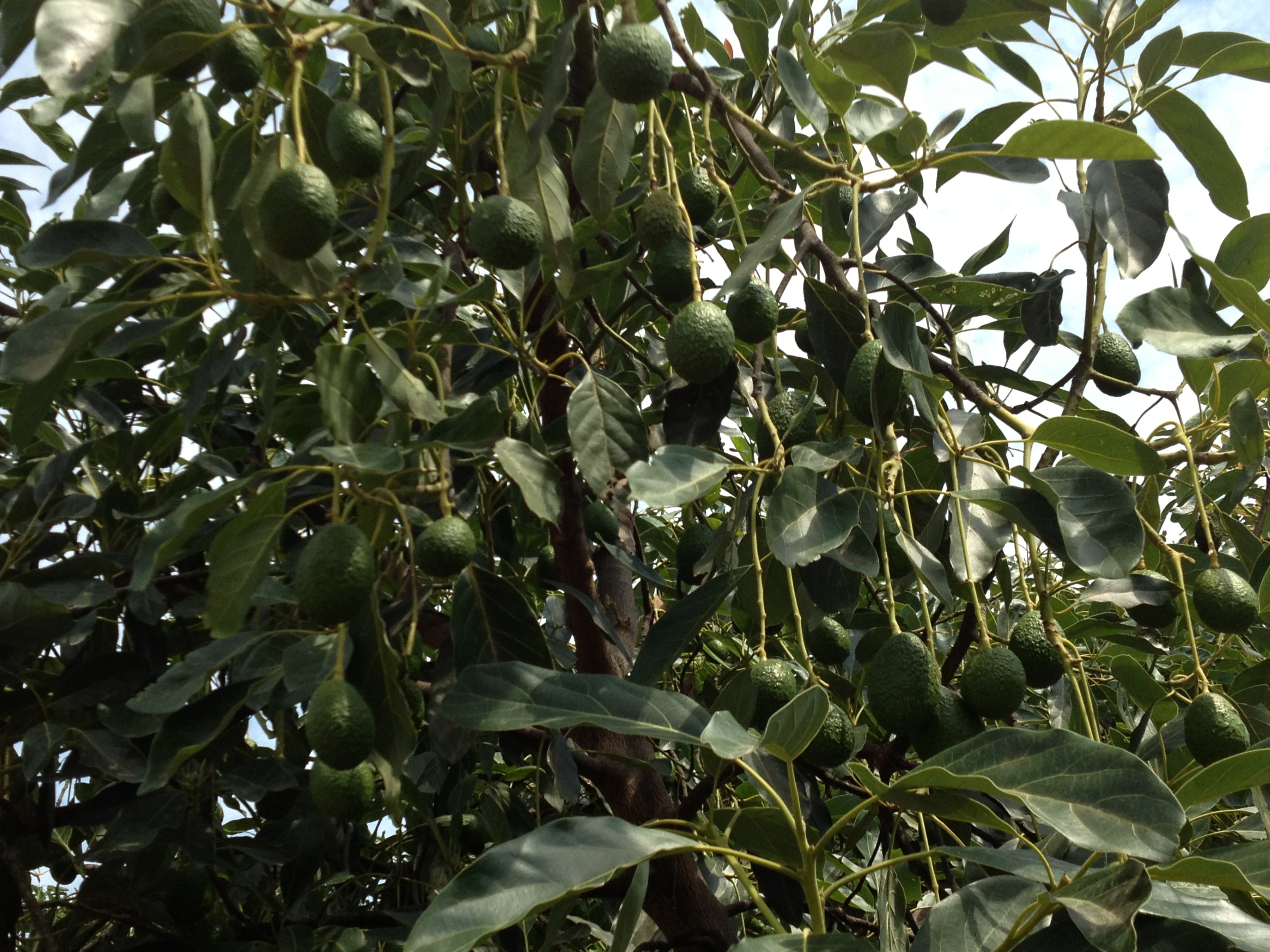 Campo de aguacates