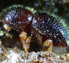 Barrenador negro