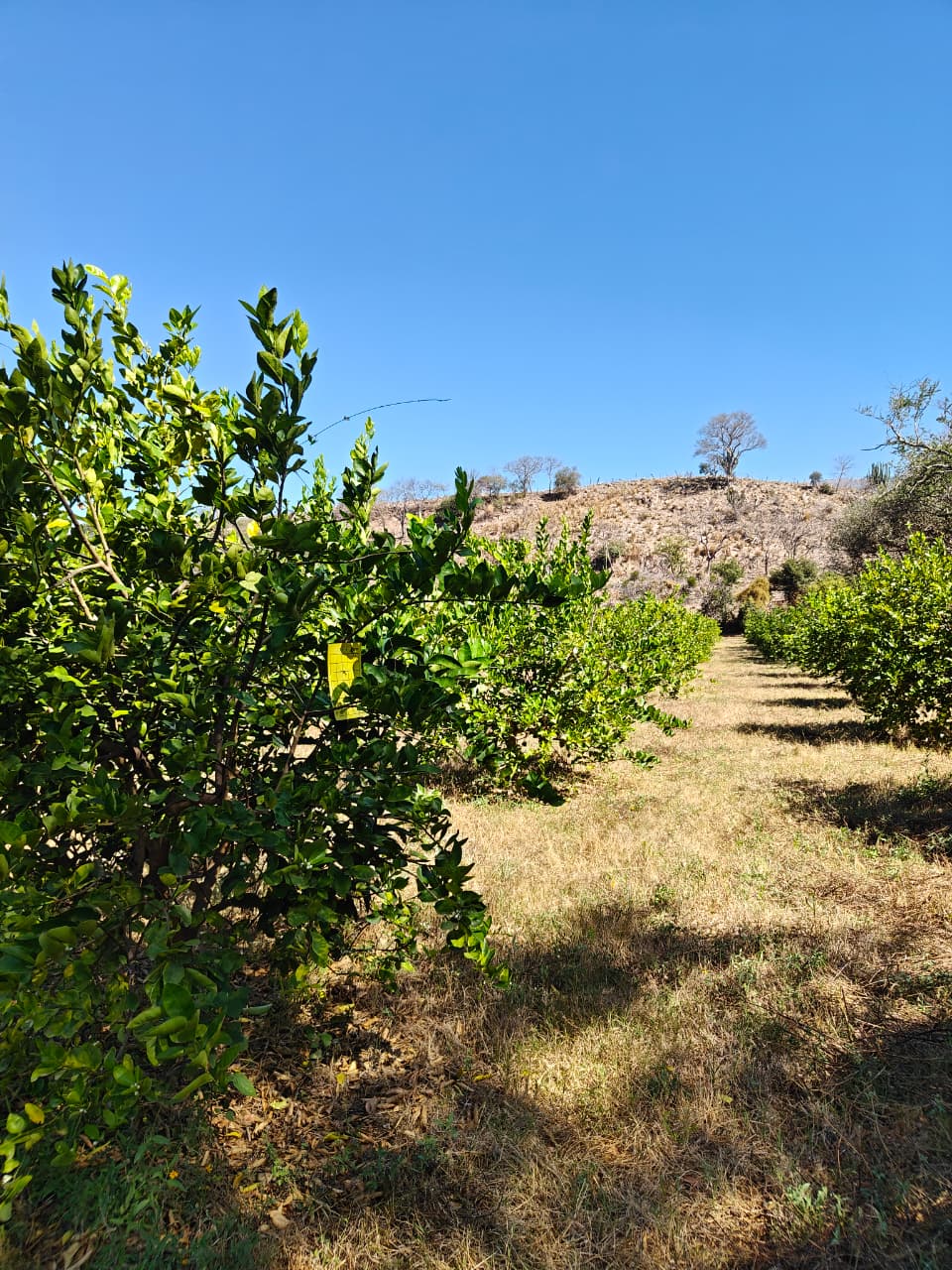 Cultivo de Cítricos