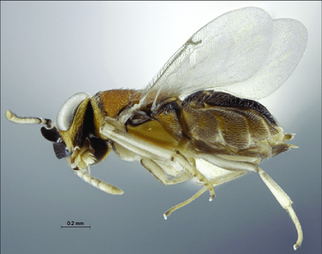 Anagyrus callidus
