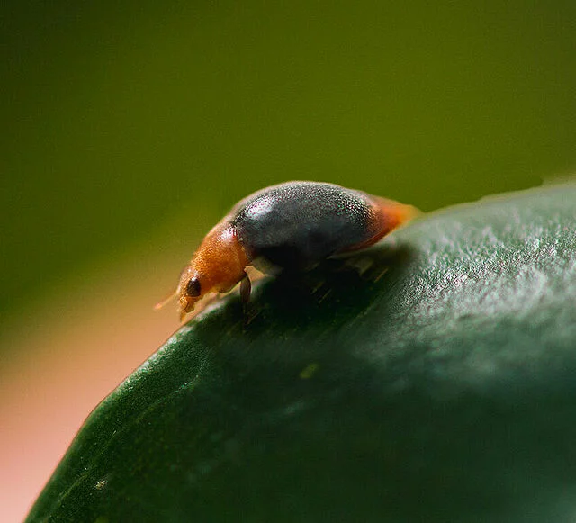 Cryptolaemus montrouzieri