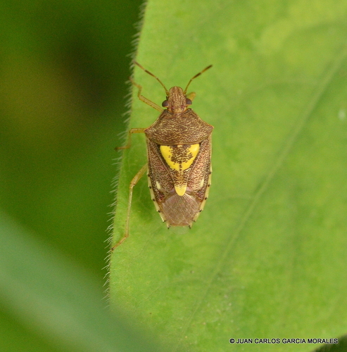 Oebalus insularis