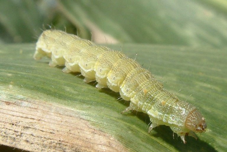 Spodoptera y Helicoverpa