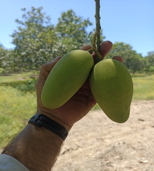 Campo de mangos