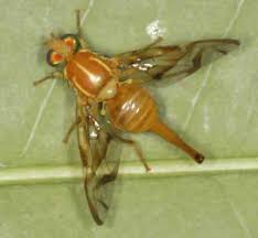 Mosca mexicana