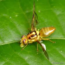 Mosca de la guayaba