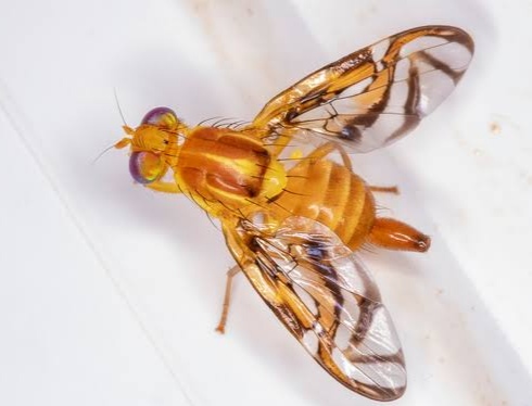 Mosca del mango