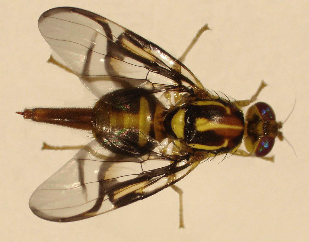 Mosca del zapote